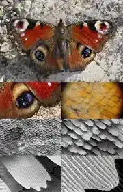 Vleugelschubben van een vlinder — detail.
