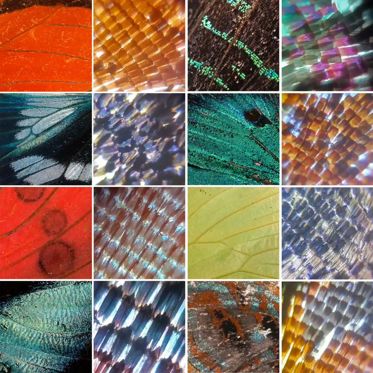 Vleugelschubben van vlinders, macro/foldscope.