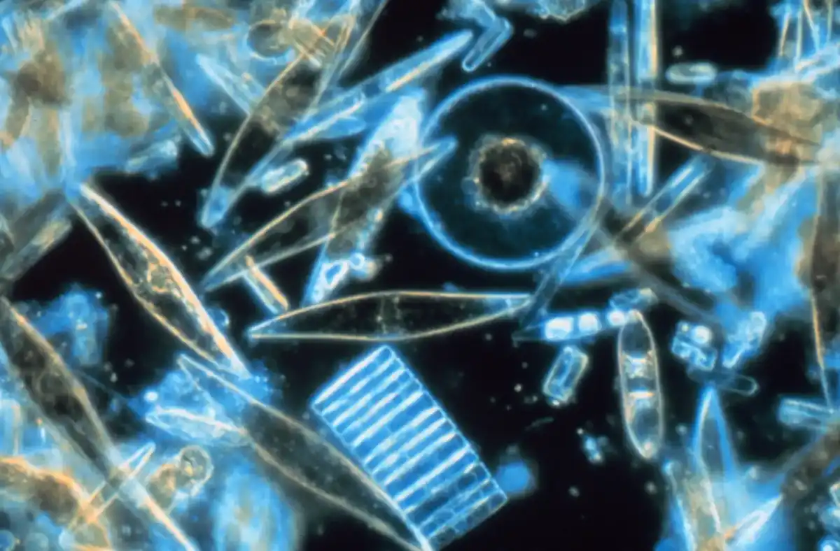 Diatomeeën onder de microscoop, NOAA collectie.
