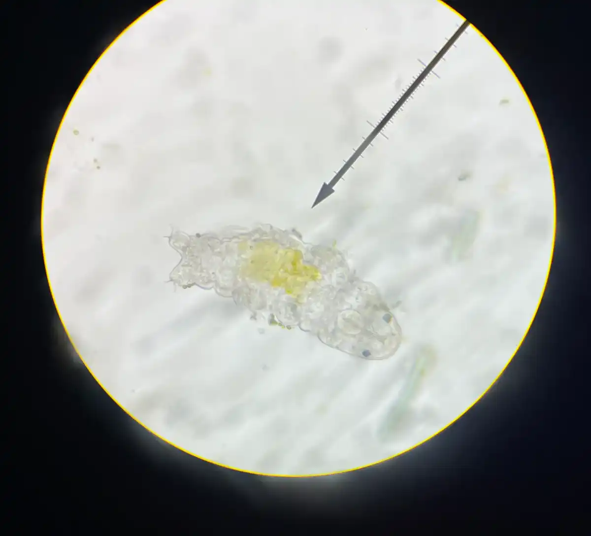 Beerdiertje onder de microscoop.
