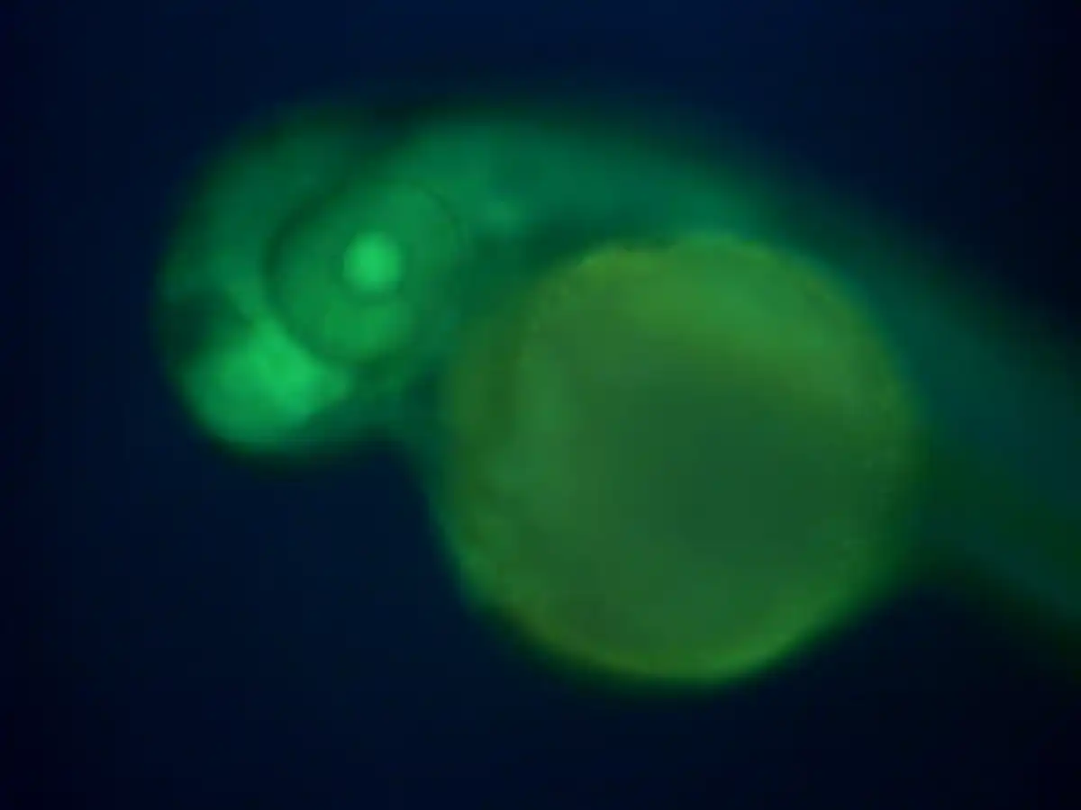 Zebravis embryo, fluorescentie.